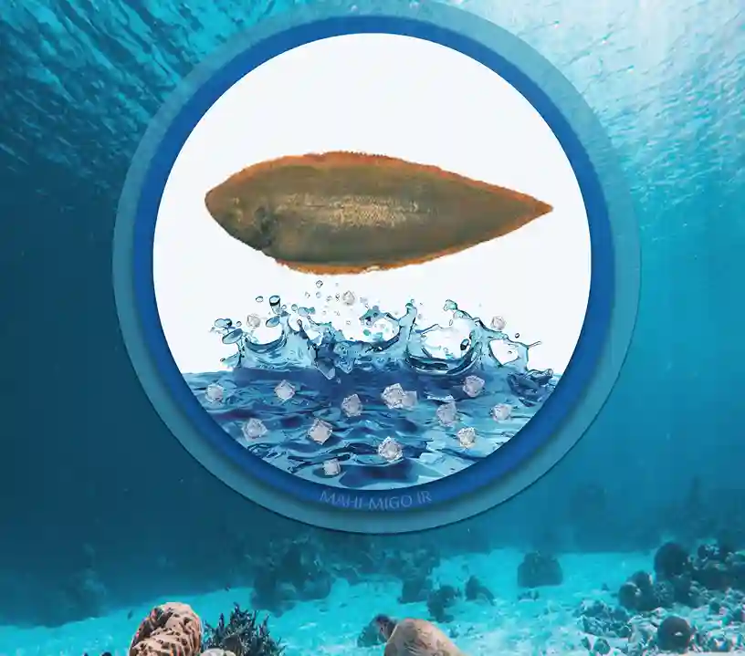 48ماهی زبان گاوی خواص و مشخصات