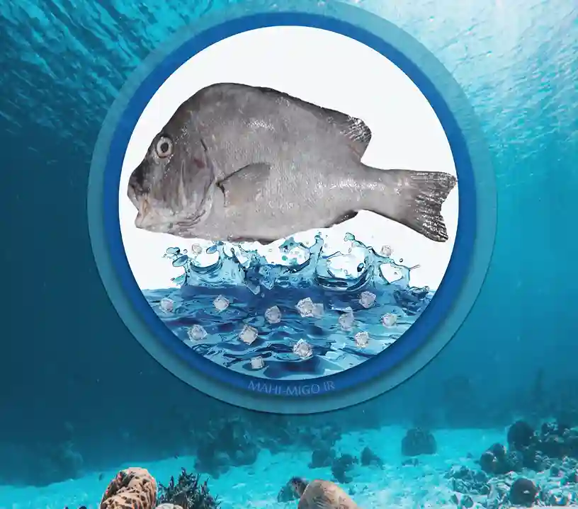 ماهی برطام