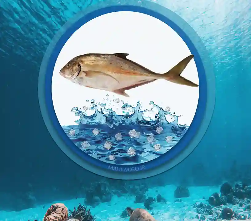 ماهی جش