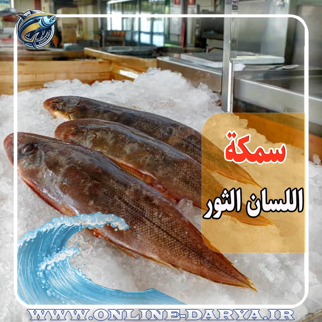 مشخصات و خواص سمكة اللسان الثور | الأسماك البحرية | الشحن من الأهواز