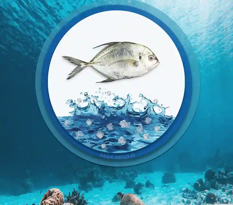 51ماهی صافی کوچک خواص و مشخصات