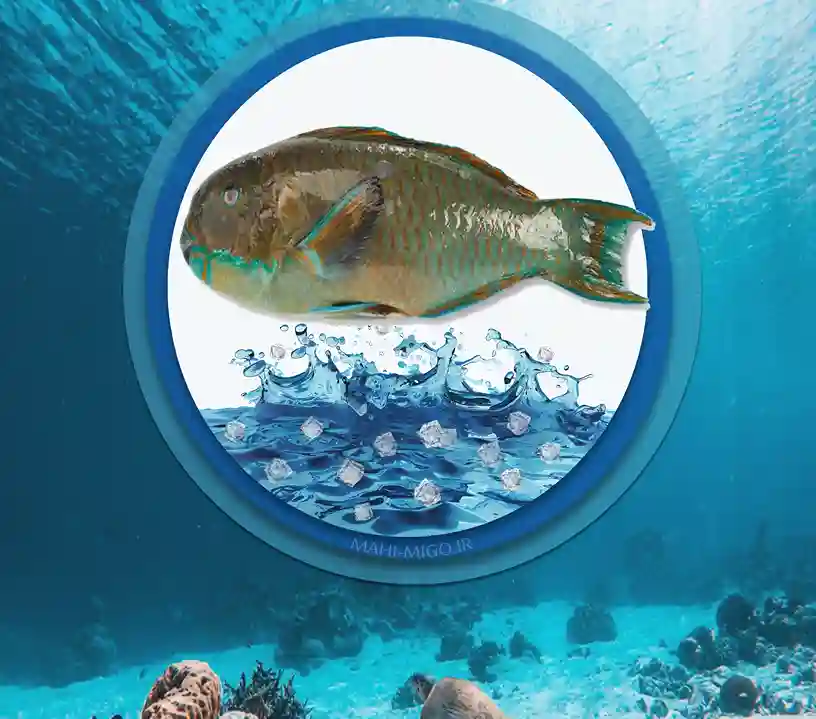 ماهی طوطی