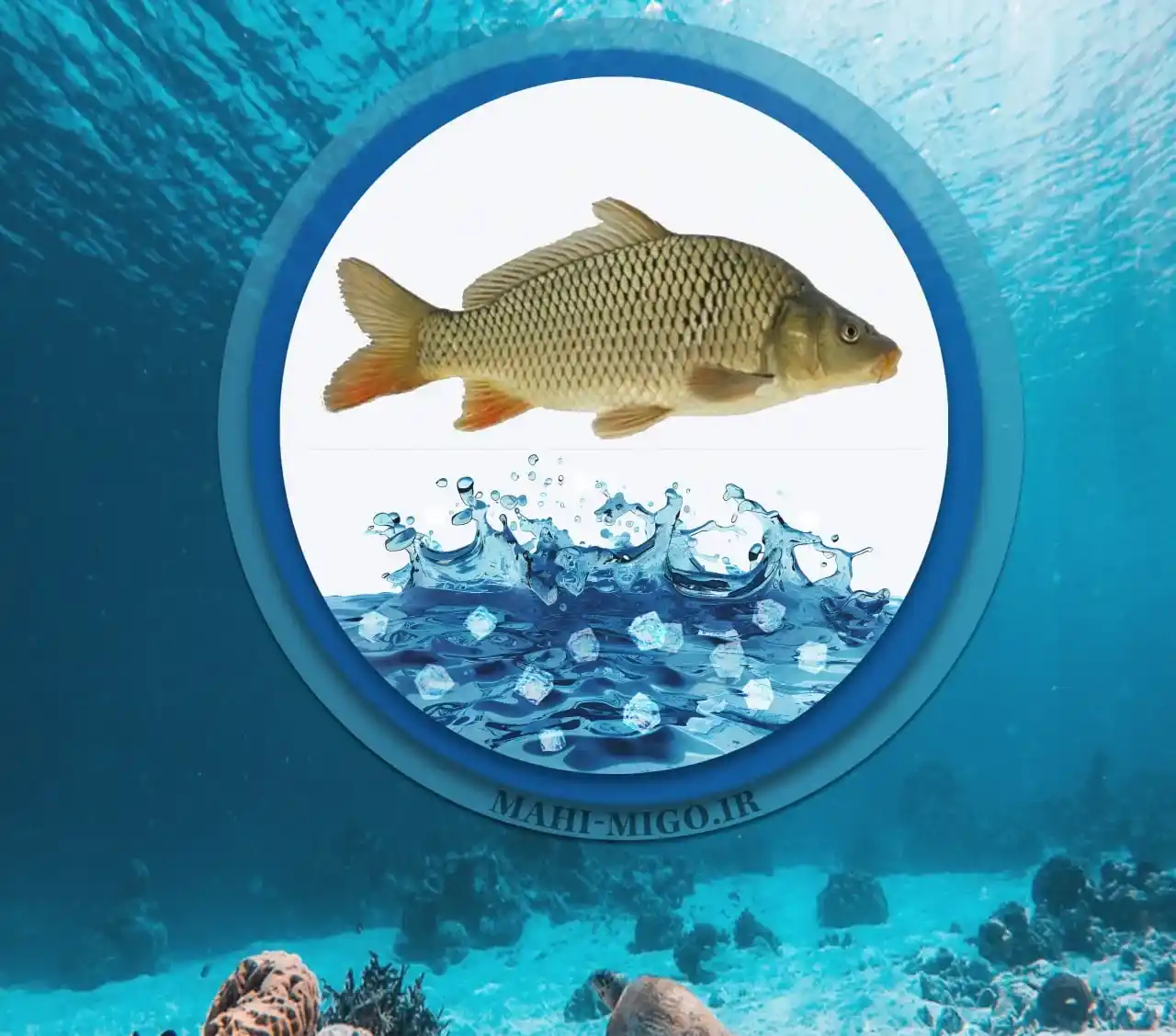 ماهی کپورماهی پرورشی