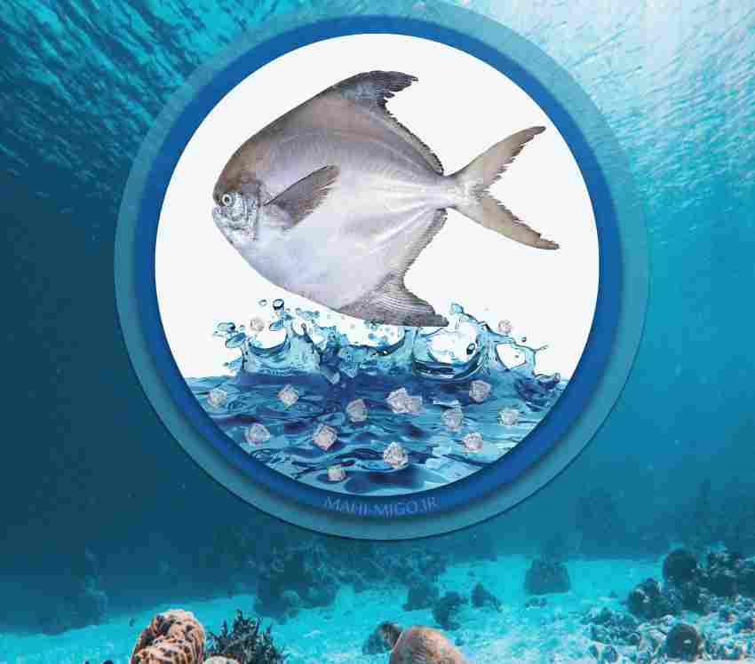 ماهی حلوا سفیدماهی دریایی