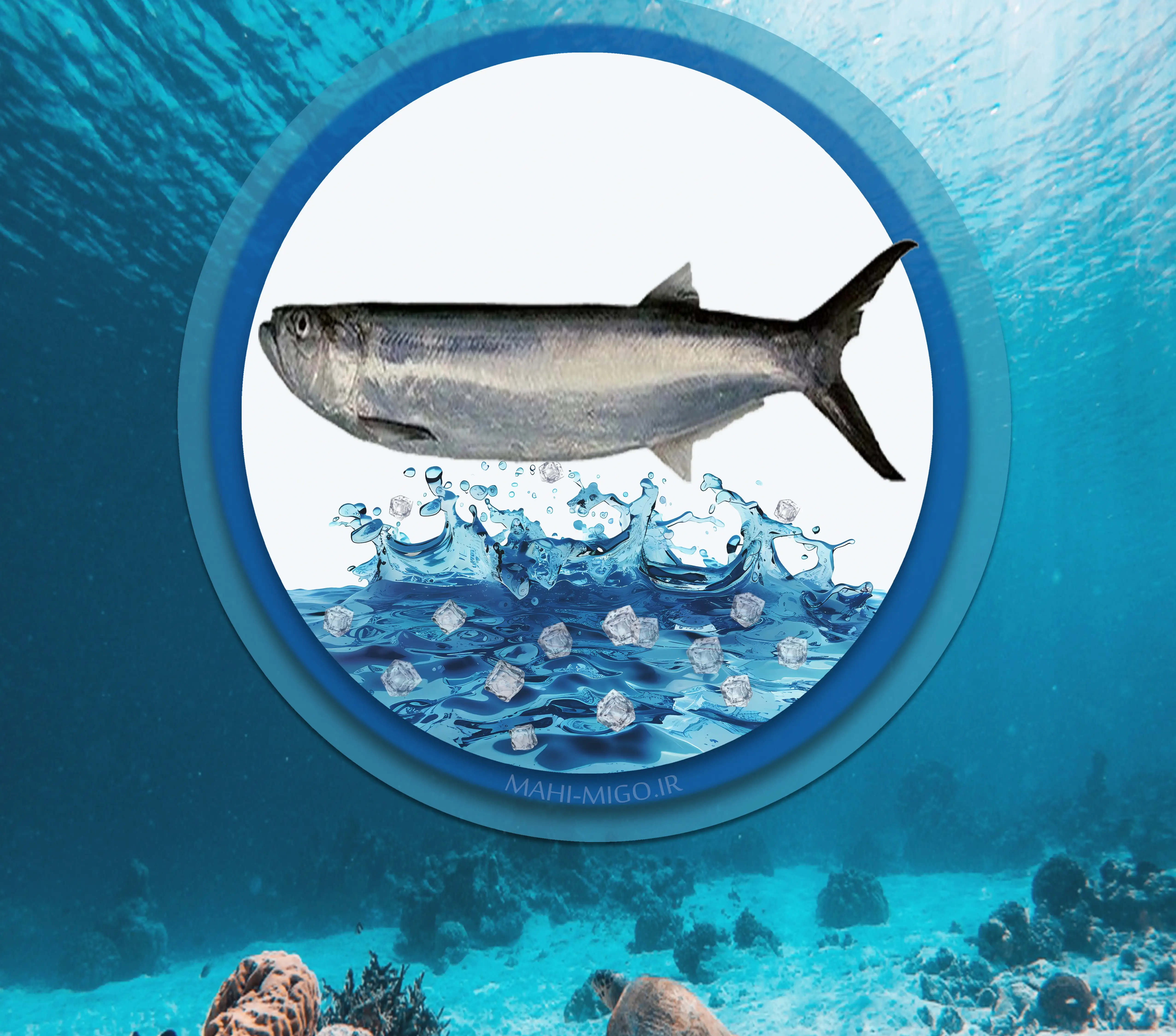 ماهی خاروماهی دریایی