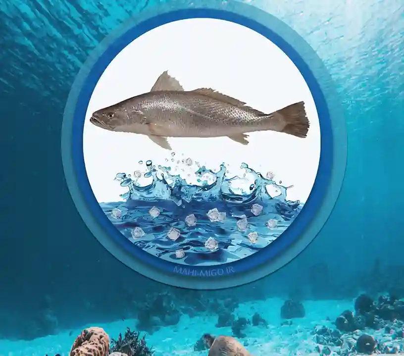 ماهی شوریده متوسطدریایی