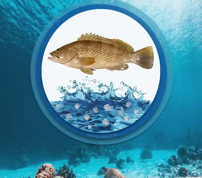 ماهی هامور بزرگماهی دریایی