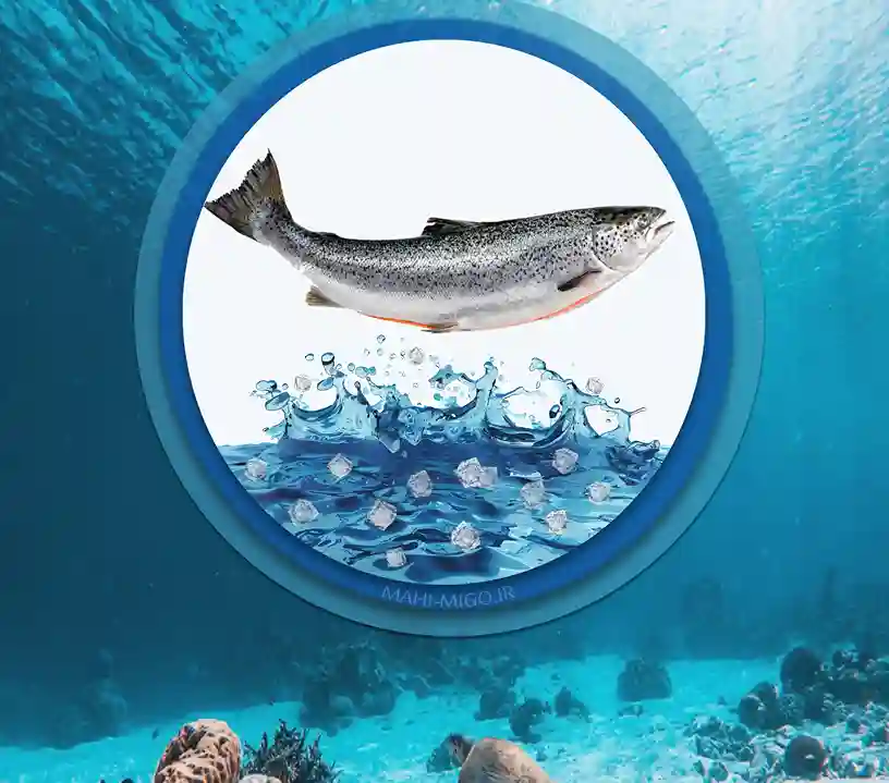 قزل آلاماهی پرورشی